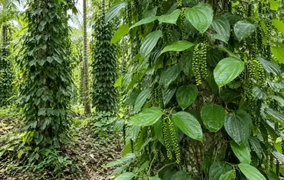 Black Pepper Cultivation in Kerala